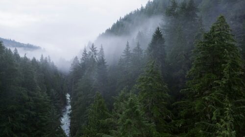 Clouds drift over the tree tops and the Carbonado river near the Fairfax Bridge in Washington.
