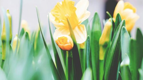 Daffodils in bloom